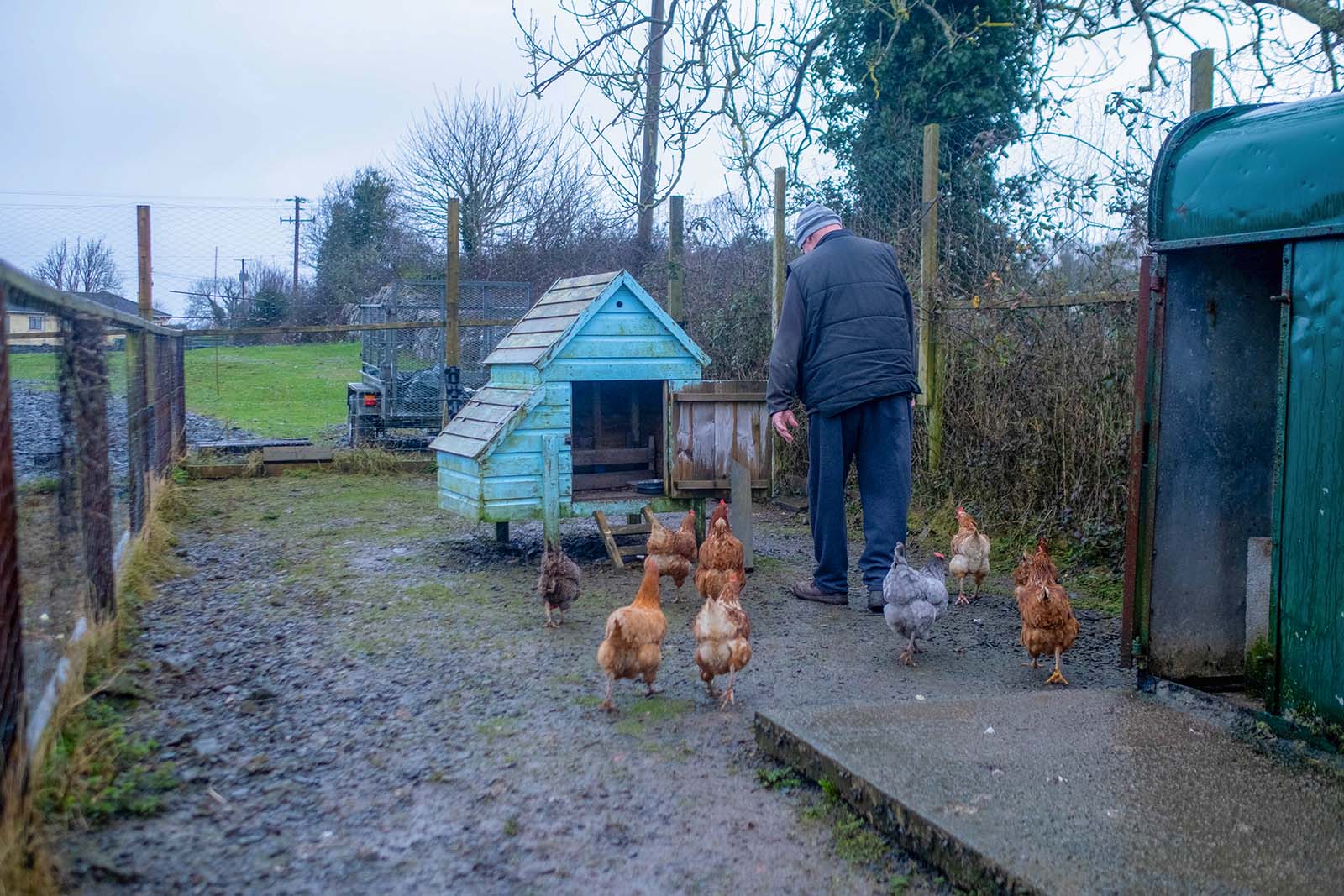 View of old man surrounded by chickens in a chicken coop.
