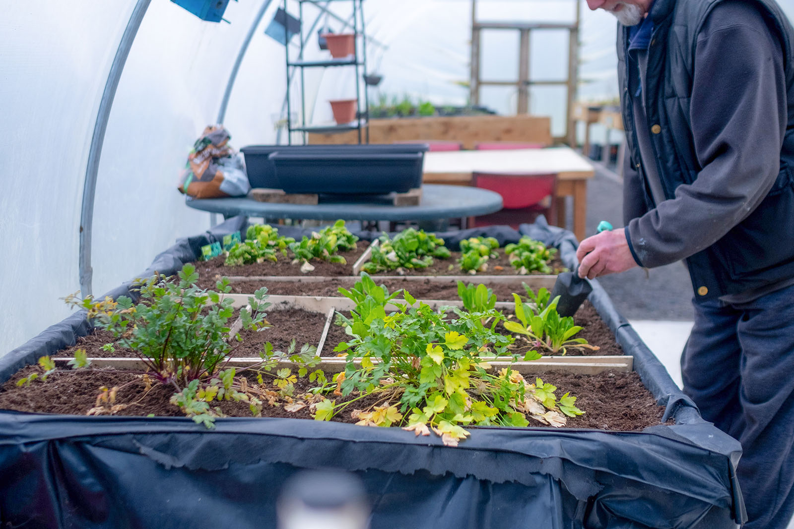 View inside a grow tunnel showing man planting seedlings.
